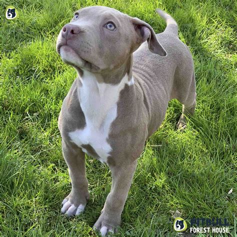 pitbull blue nose puppy kennel